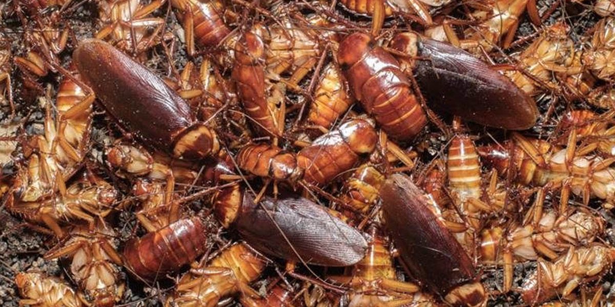 O Fato Curioso Sobre Baratas que Está Surpreendendo Moradores